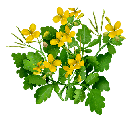 Celandine at Proctonic